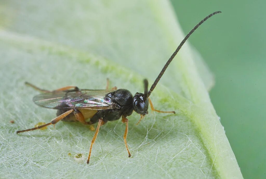 Cotesia glomerata. Наездник Cotesia glomerata. Апантелес белянковый. ЯЙЦЕЕД трихограмма. Наездник апантелес