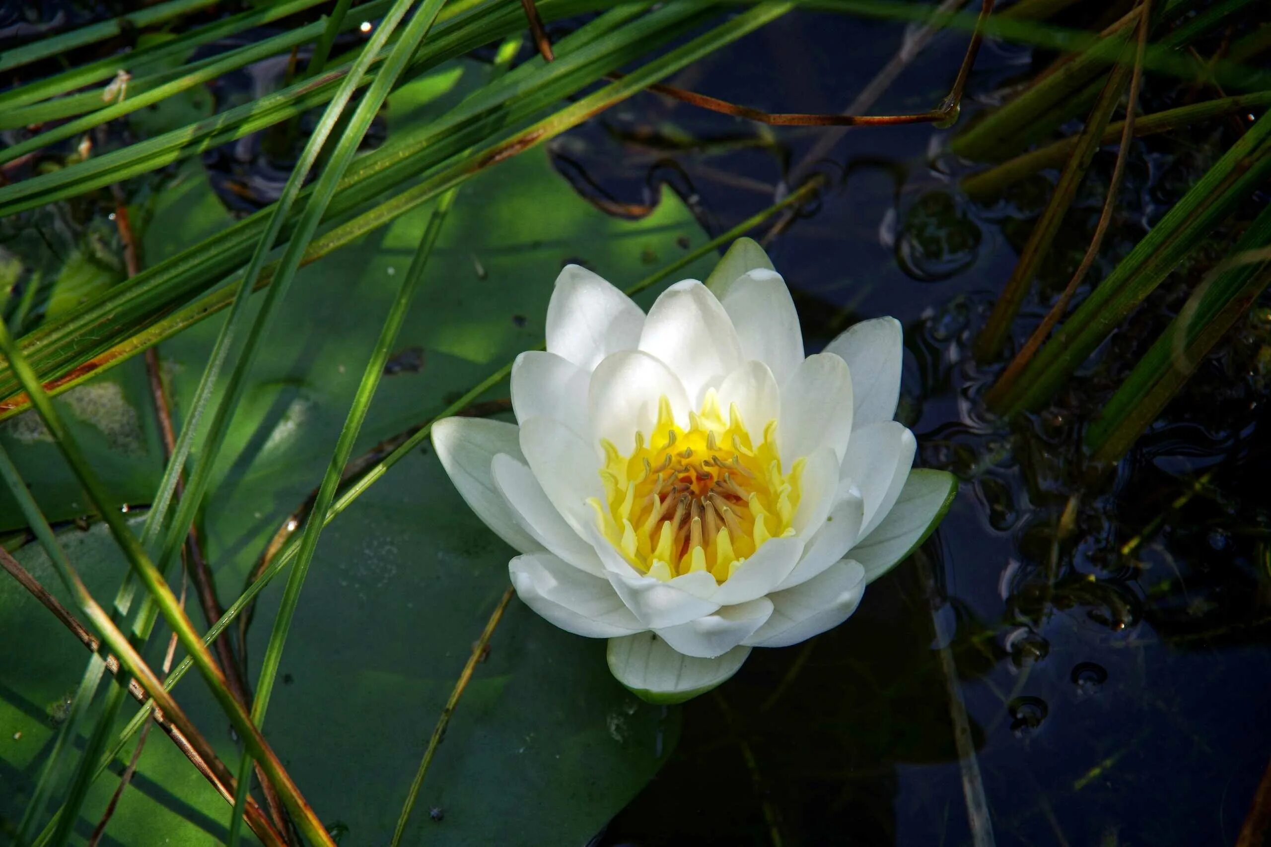 Кувшинка среда. Кувшинка чисто-белая (nymphaea candida). кувшинка чисто-белая nymphaea candida j. presl. кувшинка белая (nymphaea alba). белая кувшинка одолень трава.