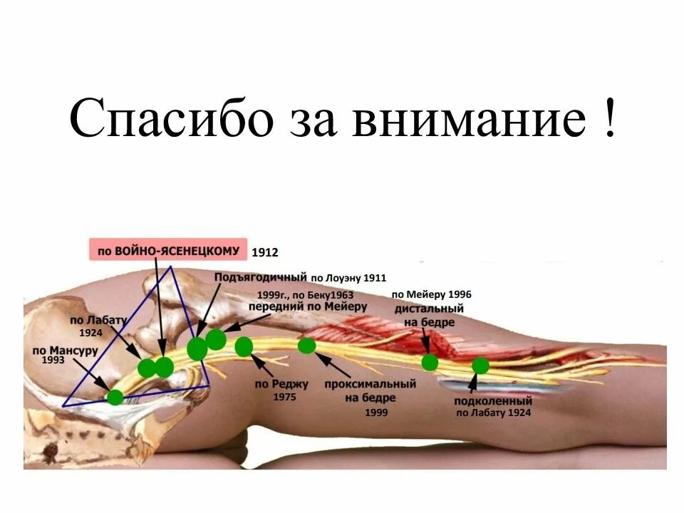 Техника блокады запирательного нерва. Блокада бедренного нерва регионарная анестезия. Блокада пудендального нерва. Блокада по войно ясенецкому. Блокада седалищного нерва москва.