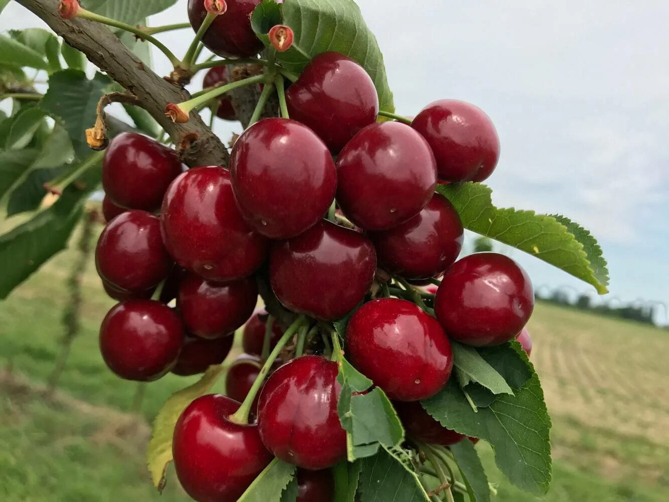 10 килограмм вишни. Черешня Роял тиога. Черешня гигант ред (giant Red). Черешня сорт Канадиан. Черешня Роял Хелен.