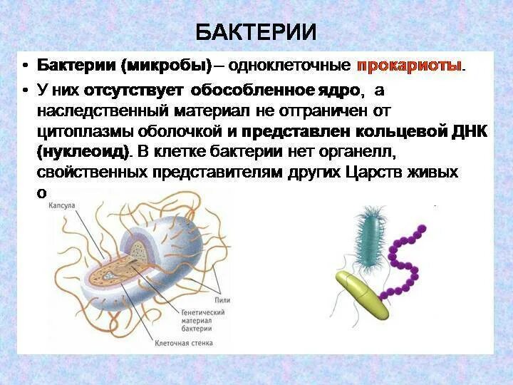 Есть ли наследственный материал у бактерий. Строение бактерии. Наследственная информация у бактерий. Генетическая информация бактериальной клетки. Генетический материал бактерий.