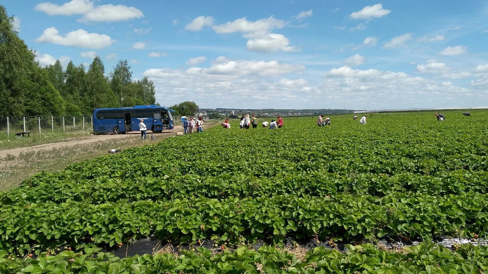 сборщик клубники. сергач ягоды. сахарный завод беково. сергач сельское хозяйство. ооо рассвет сергач.