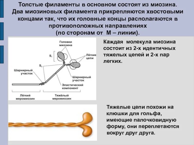 Строение Толстого филамента. Миозиновые филаменты. Головки миозина состоят из. Миозин мышечной ткани