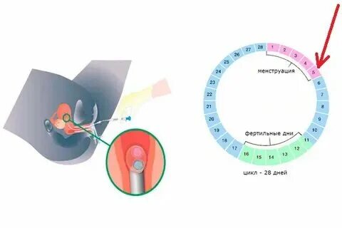 Криопротокол. Крио цикл. Крио гипостазис. Протокол криопереноса. Крио на блокаде.