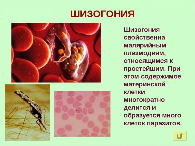 Шизогония малярийного плазмодия. Промежуточный хозяин малярийного плазмодия. Малярийный плазмодий относится к вирусам. Плазмодии малярии. Объекты микробиологии.
