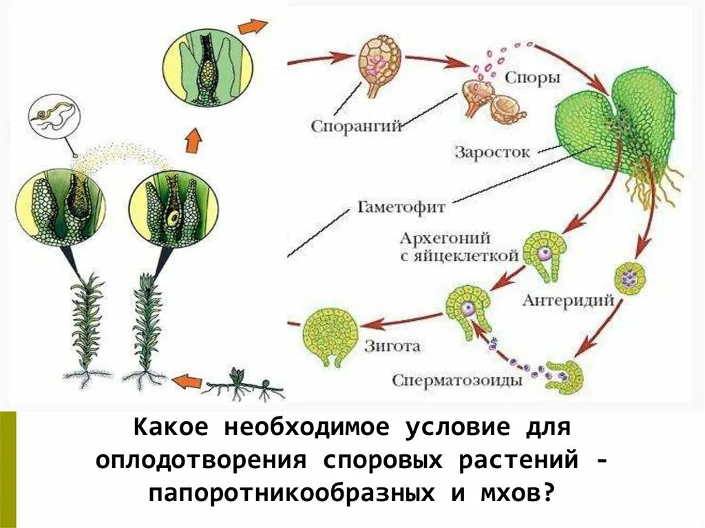 Имеют придаточные корни антеридии и архегонии. Жизненный цикл растений картинки. Жизненный цикл растений картинки для детей. Цикл размножения семенных. Жизненный цикл растений 2 класс.