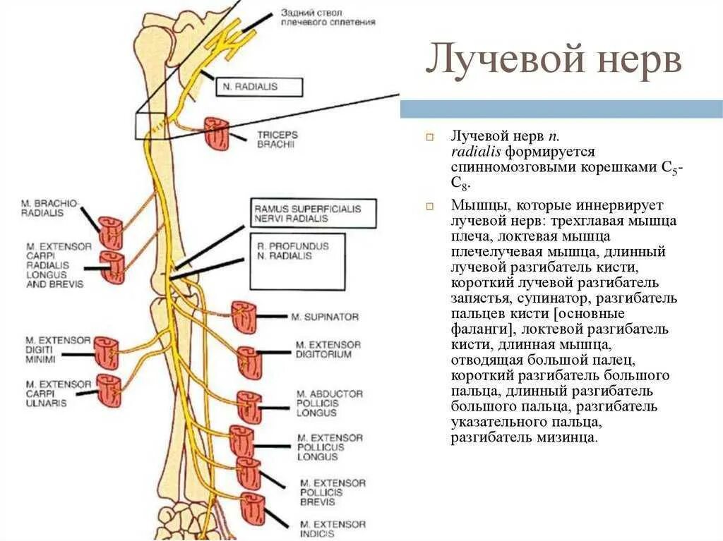 Освобождение нерва латынь. Лучевой нерв иннервирует мышцы. Иннервация лучевого нерва. Топография лучевого нерва. Лучевой нерв с6.