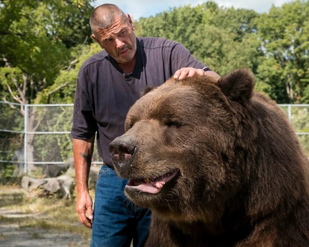 Какие медведи крупнее. Самый большой медведь Кадьяк 1200 кг. Кадьяк медведь вес. Медведь Кадьяк барт.