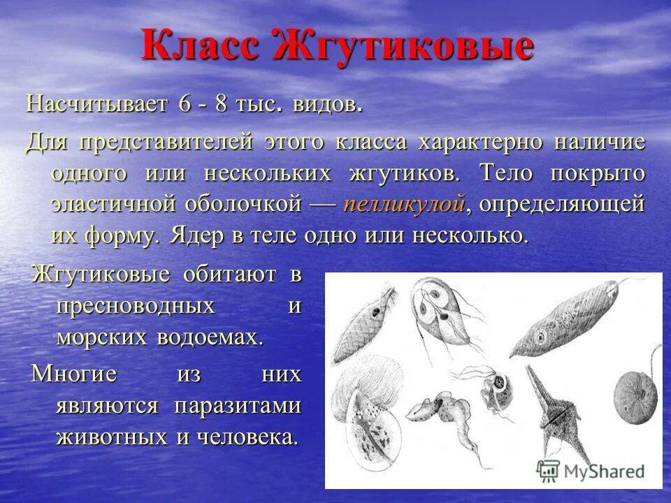 тип простейшие класс жгутиковые представители. тип жгутиковые представители. представители жгутиков. представители жгутиков. представители жгутиков.