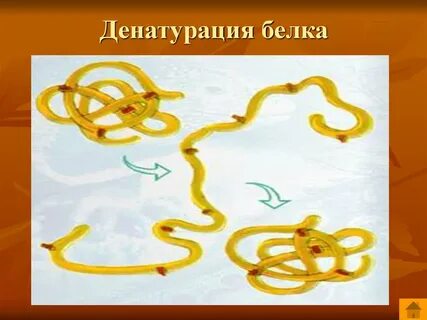 Белки денатурация белков