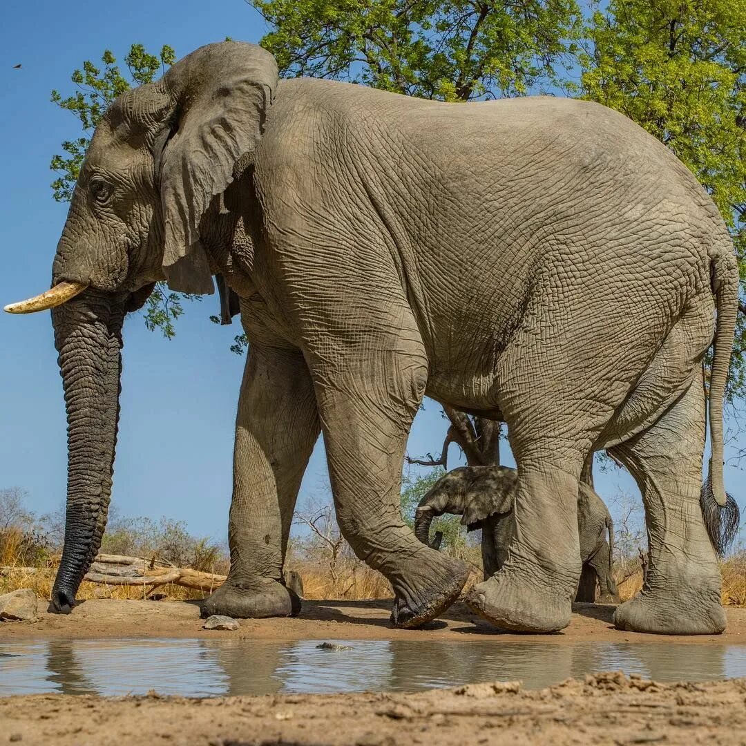 Animals en. Саванный слон. Азиатский индийский слон. Африканский саванный слон гиганты. Африканский слон слон.
