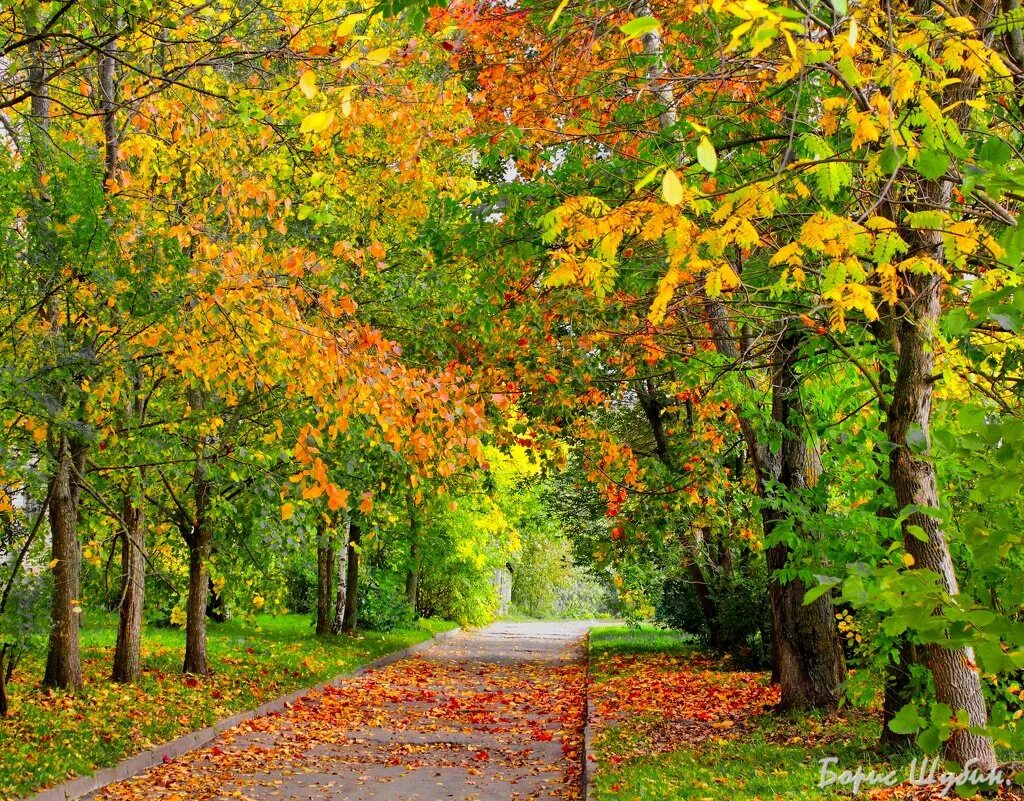 ходить осень золотая. ходить осень золотая. осенние дорожки. Rudens gif. ходить осень золотая.
