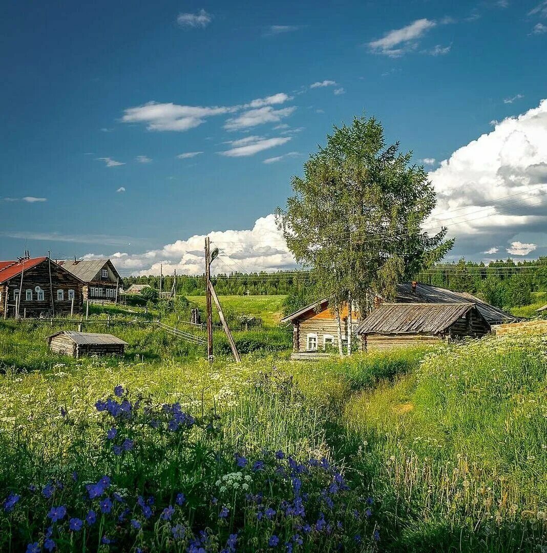 Фото деревни. Деревня Кимжа Архангельской области. Кимжа Архангельская область лето. Река Вышний Пенская деревушка. Мезенский район Архангельской области.