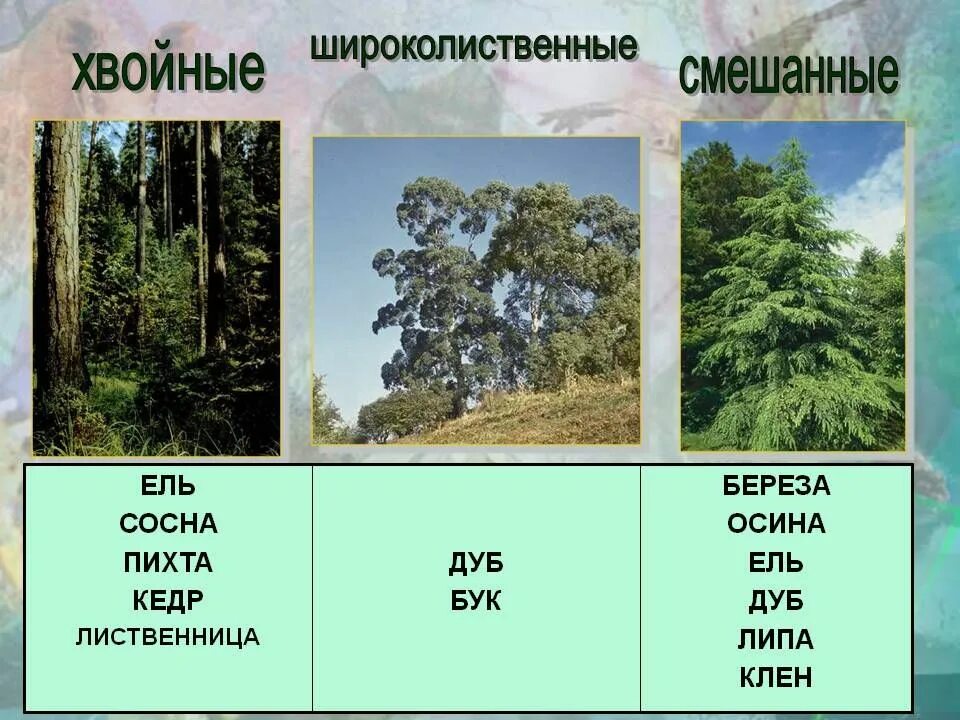 Лиственные преобладающие виды растений. Хвойные и лиственные породы деревьев. Хвойные лиственные и смешанные леса. Виды деревьев смешанных лесов. Хвойные лиственные смешанные широколиственные.