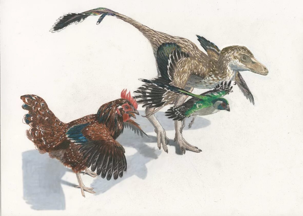 Происхождение курицы. Птицы потомки динозавров. Птицы потомки Дромеозавров. Эволюция птиц. Курица потомок динозавров.
