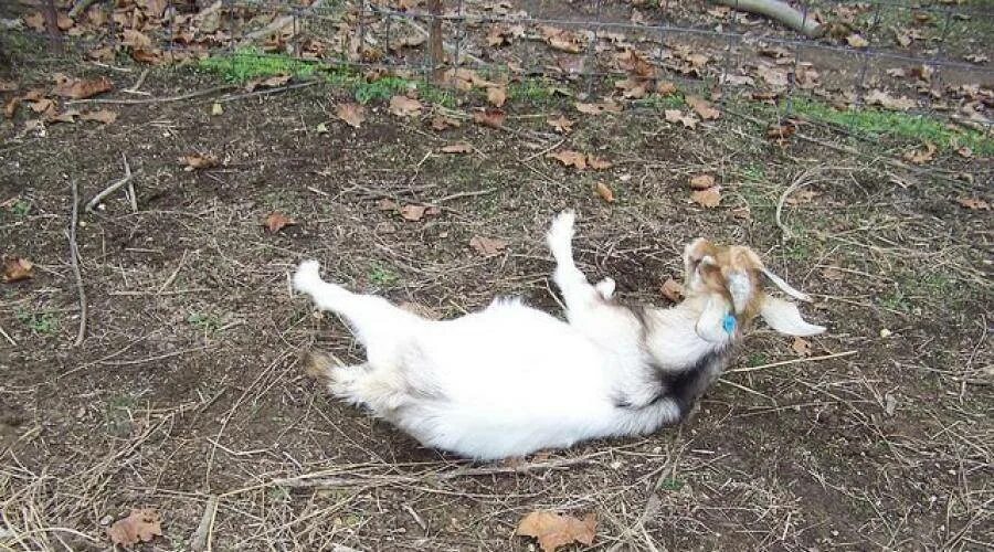 Горные козлы падают со скал. Почему козлы падают. Почему козлы падают. Почему горные козлы не падают. Я не договорила горные козлы.