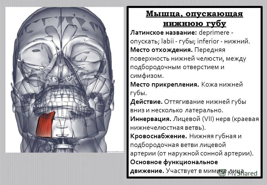 Мышца опускающая угол рта латынь. Квадратная мышца нижней губы. Мышца опускающая угол рта латынь. Мышца, поднимающая угол рта m. Depressor anguli oris.