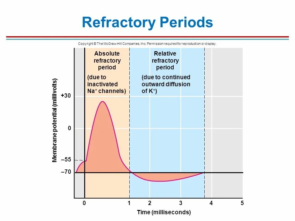 Рефрактерный период. Absolute Refractory period. Refractory схемы. Refractory игра. Рефрактерный период и его роль