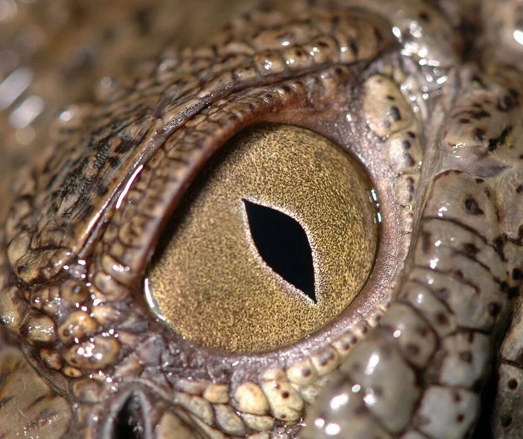 Какой элемент инфраглаза змеи выполняет. Глаза змеи пришвин. Глаза животных. Глаз рептилии. Необычные глаза животных.