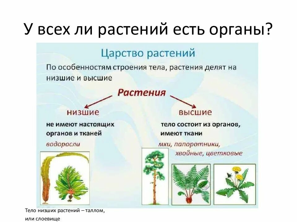 Какие растения называются высшими. Царство растения подцарство высшие растения. царство растений делится на подцарства. высшие и низшие растения. споровые и семенные растения.. низшие высшие споровые семенные растения.