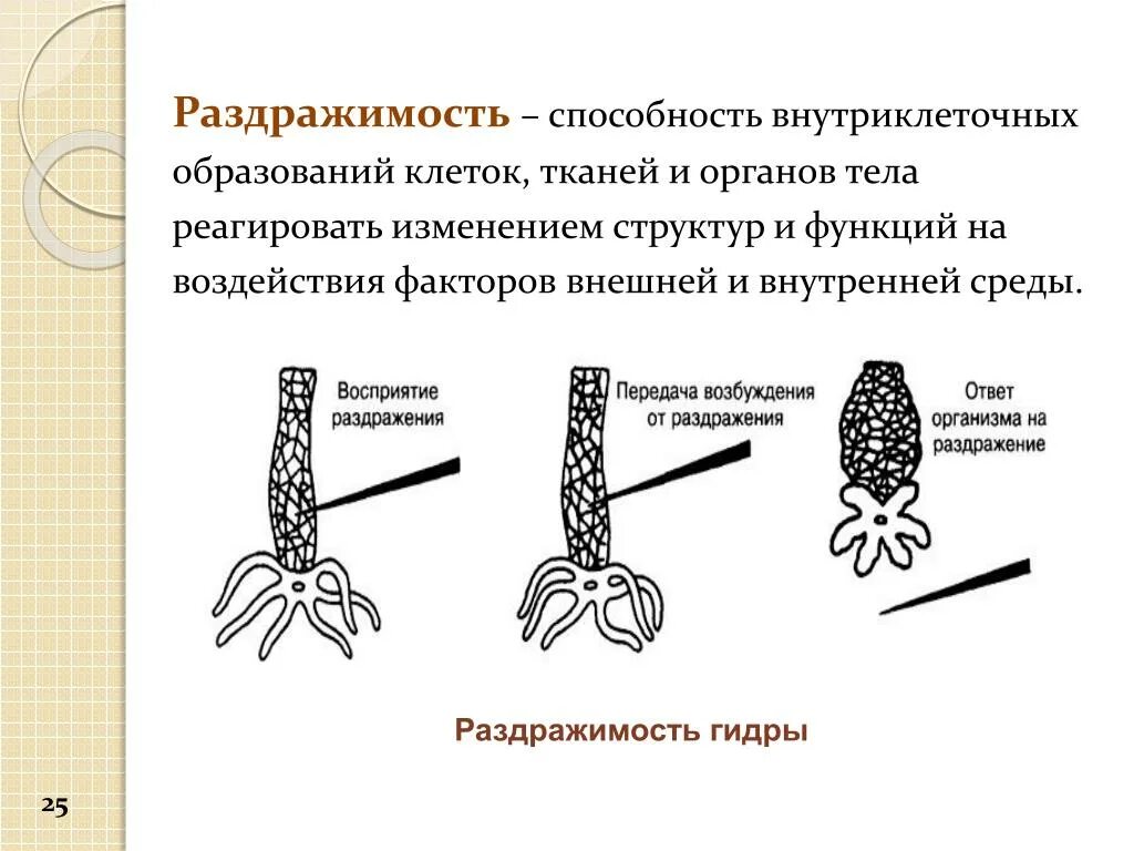 Раздражимость значение этого процесса для человека