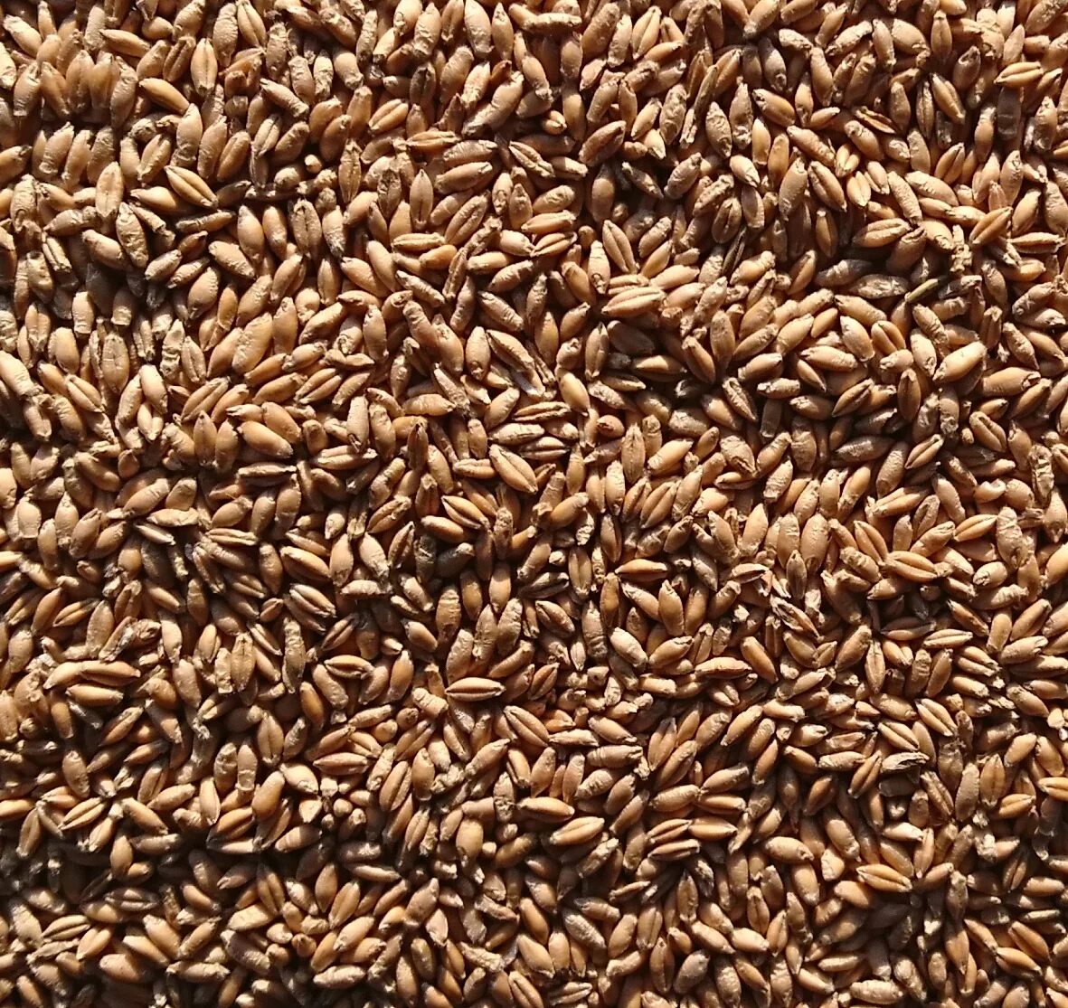 Что такое тритикале. Тритикале зернофураж. Озимая тритикале. Семена тритикале Яровой. Пшеница рожь тритикале.