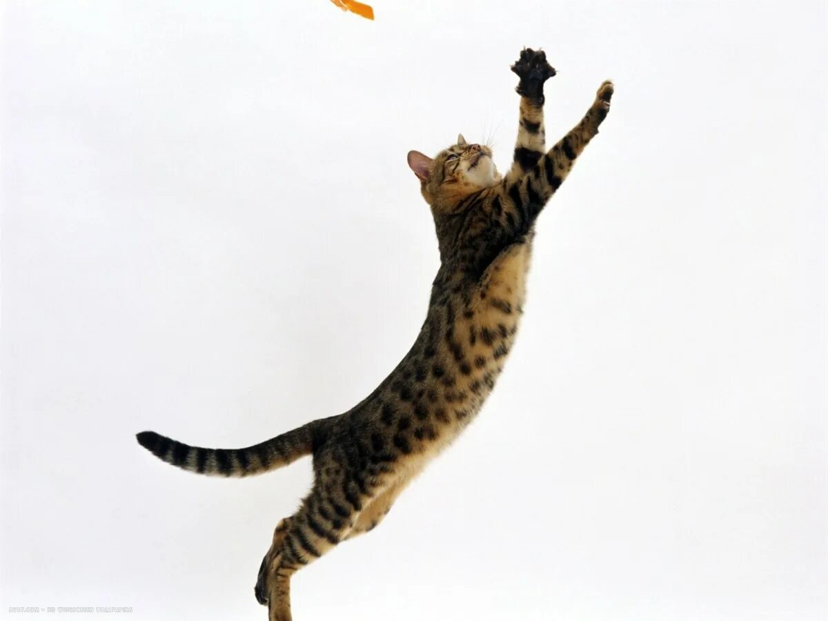 Кошка в прыжке. Бенгальская кошка в прыжке. Бенгальская кошка прыгает. Кошка спрыгивает.