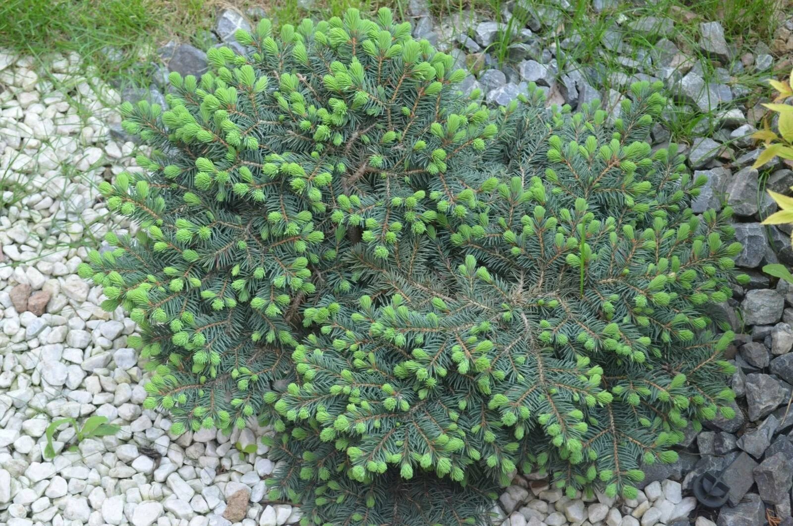 Ель страйк. Ель колючая лаки страйк. Picea pungens Lucky Strike. Ель пунгенс лайки страйк. Пихта лаки страйк.