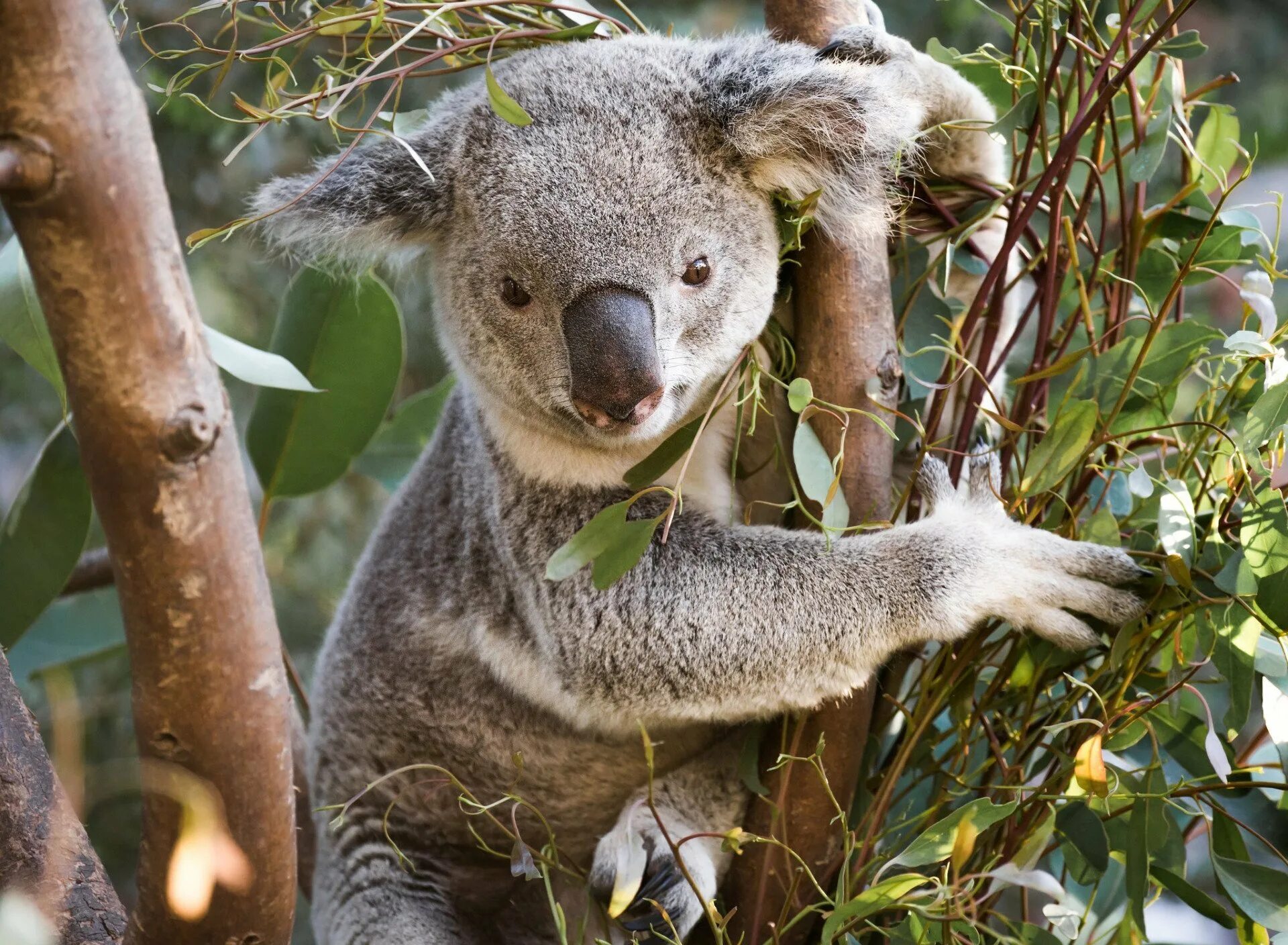 Эндемики австралии - кенгуру кенгуру. Фауна австралии кенгуру. Австралийская саванна с кенгуру. Животные австралии на карте. Кенгуру животное австралии.