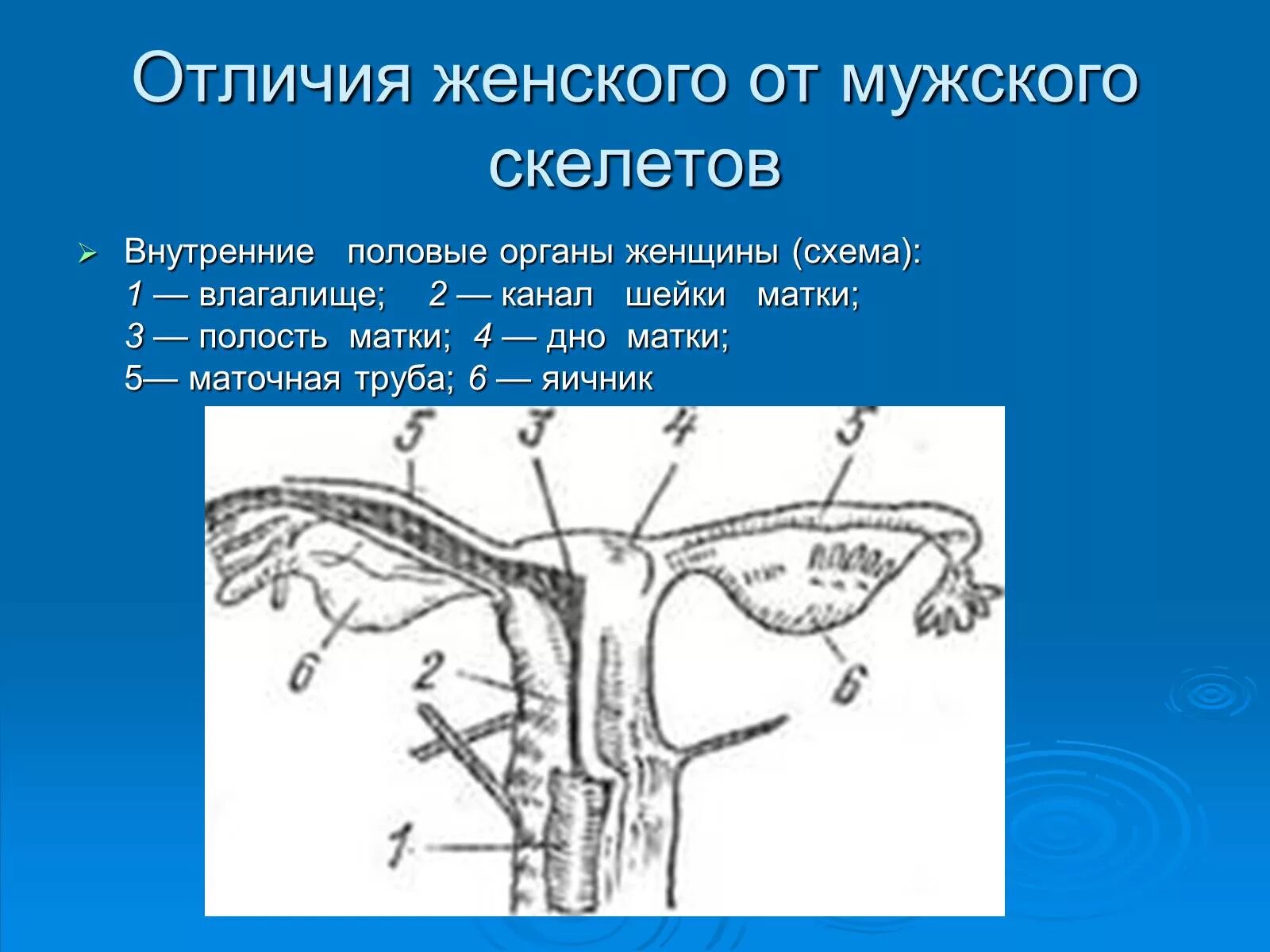 Женский половой орган биология