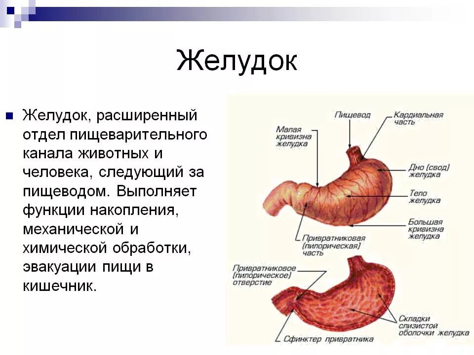 Желудок человека характеристика