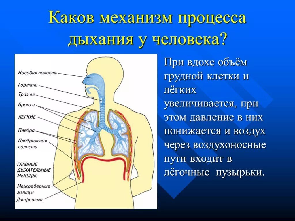 Этапы поступления воздуха. Процесс дыхания. Процесс дыхания человека. Дыхательная система. Дыхательная система человека.