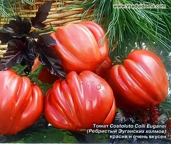 Гном укус змеи томат описание. Томат гигантелла розовая. томат гном укус змеи. томат гном укус карликовой змеи. гном укус змеи характеристика томат.