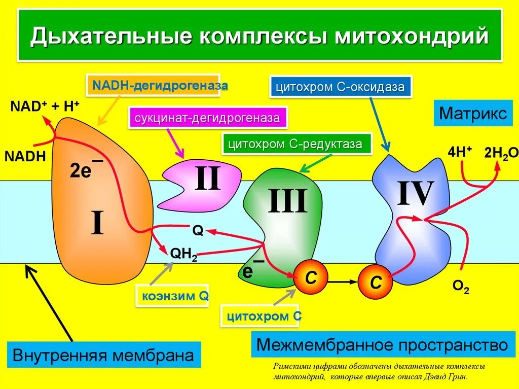 Последовательность образования атф в митохондриях. Комплекс v дыхательной цепи митохондрий. Дыхательная цепь цитохром окисдаза. Дыхательная цепь на внутренней мембране. Цитохромоксидаза дыхательной цепи.