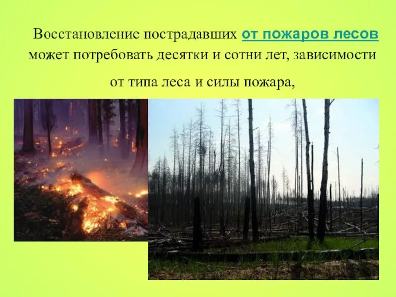 Лес после пожара. Восстановление леса после пожара. После лесного пожара. Восстановление лесов после пожаров. Почему после пожаров