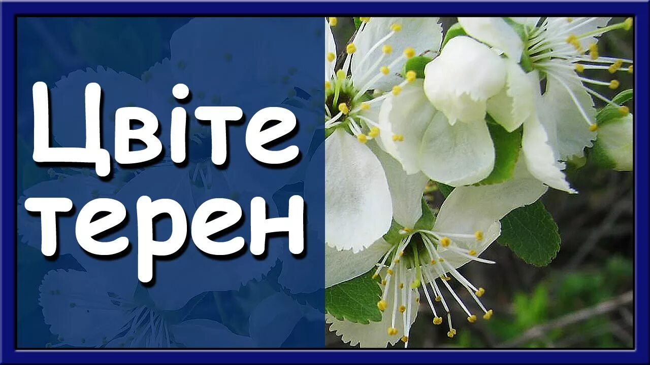 Цвіте терен. Цвите терен ноты для фортепиано. Песни цвите терен на украинском. Ноты для терена. Цвите терен текст песни.