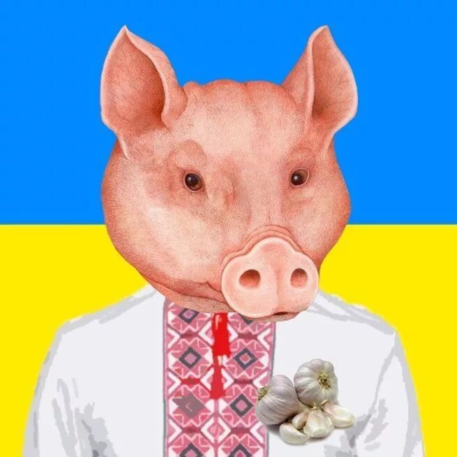 Украинские свинки. Свинка украинская Бимба.