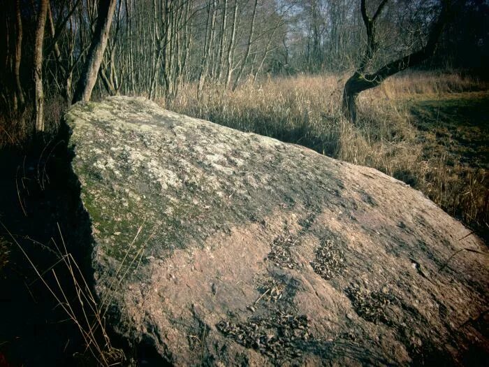 Чёртов камень Беларусь. Кравец камень. Чертов камень Сенненский район. Камень Кравец Кнышевичи.