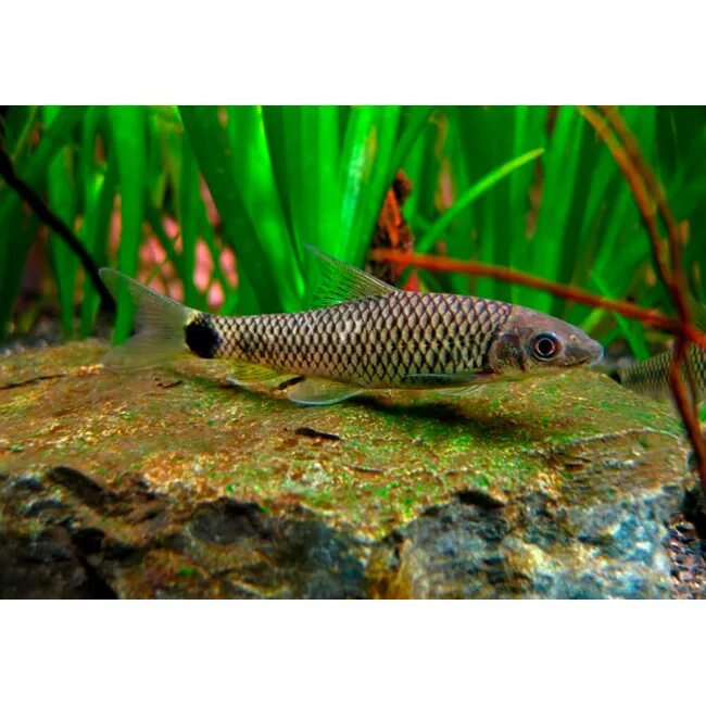 водорослеед ретикулатус. бородоеды аквариумные. рыбка сиамский водорослеед. бородоеды аквариумные. водорослеед кроссохейлус сетчатый.
