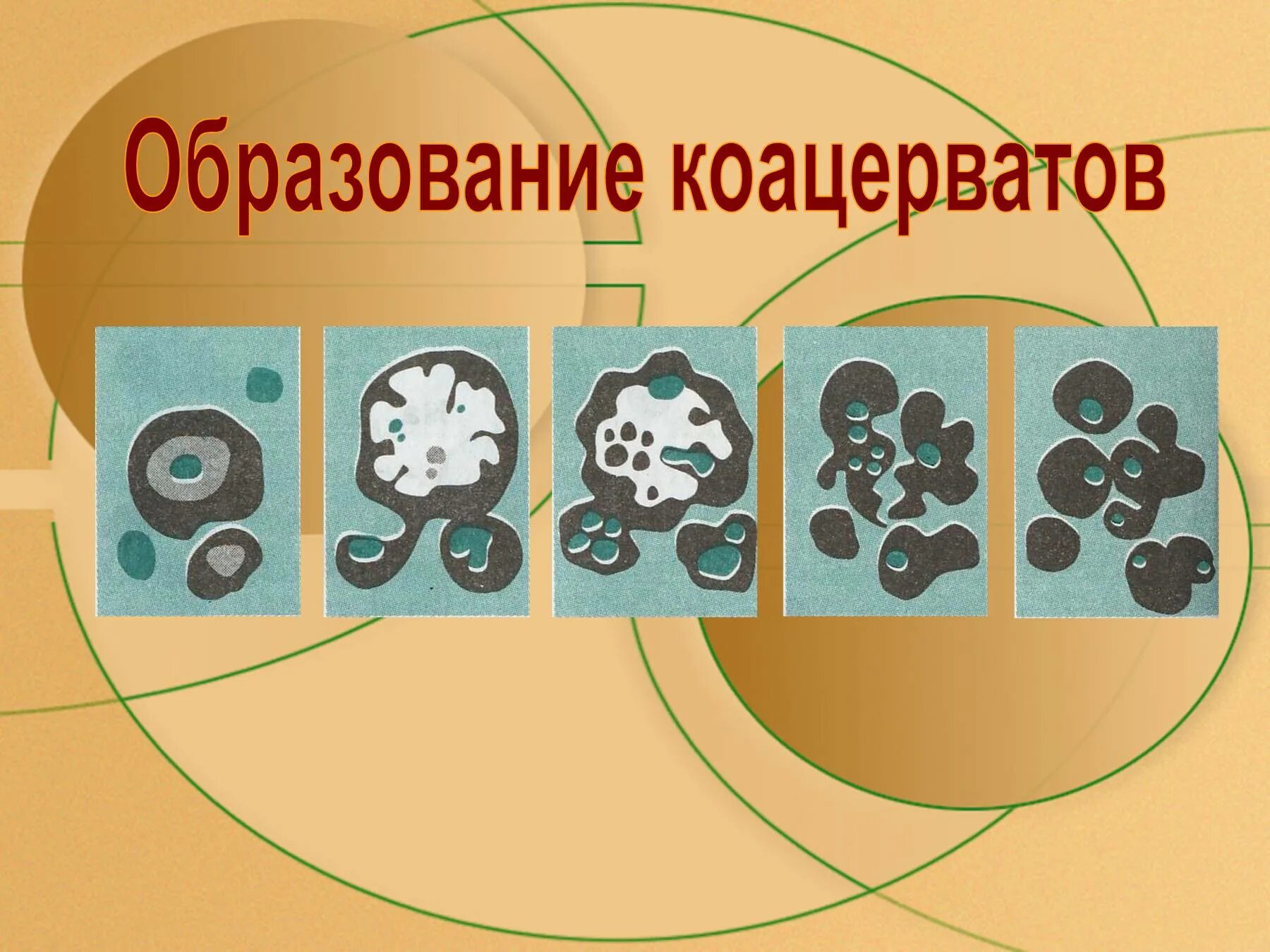 Образование коацерватов. Коацерватные капли образование. Образование биологических полимеров и коацерватов. Коацерваты это в биологии.