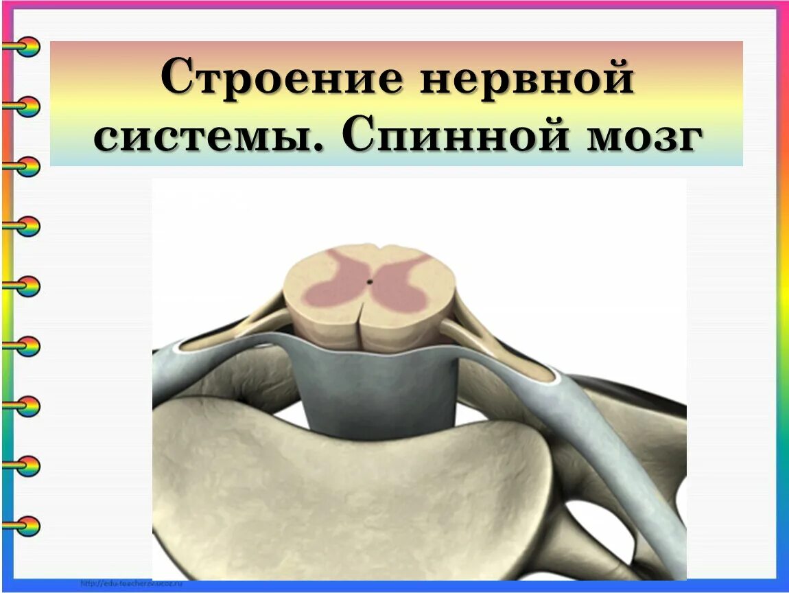 Строение нервной системы спинной мозг. Строение нервов спинного мозга. Пространства спинного мозга между оболочками. Строение нервной системы спинной мозг 8 класс.