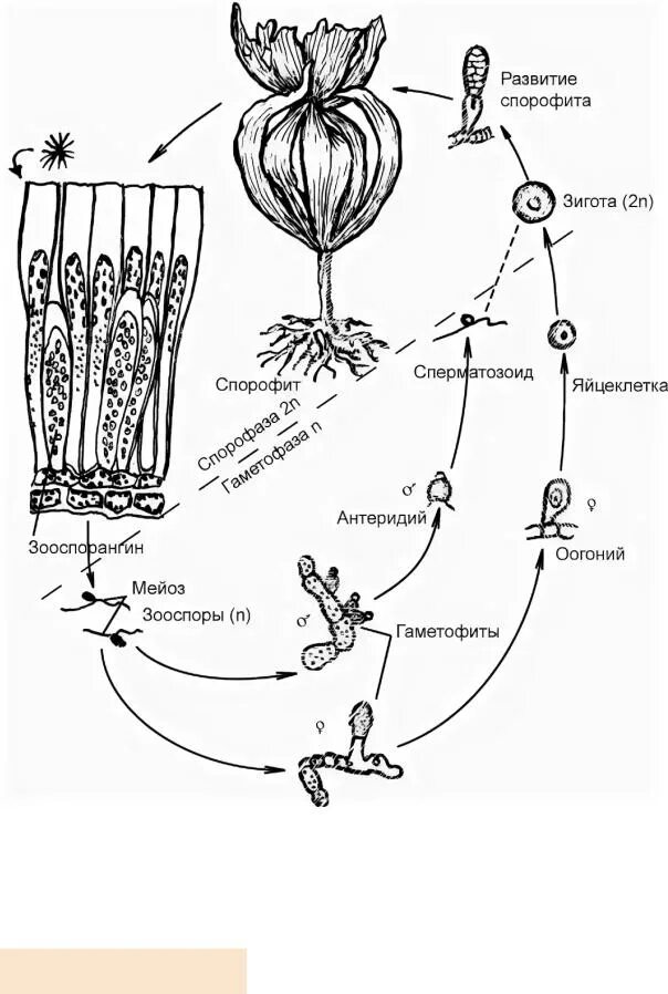 Что является спорофитом у водорослей. Размножение бурых водорослей схема. Цикл развития бурых водорослей. Цикл размножения ламинарии схема. Цикл размножения бурых водорослей.