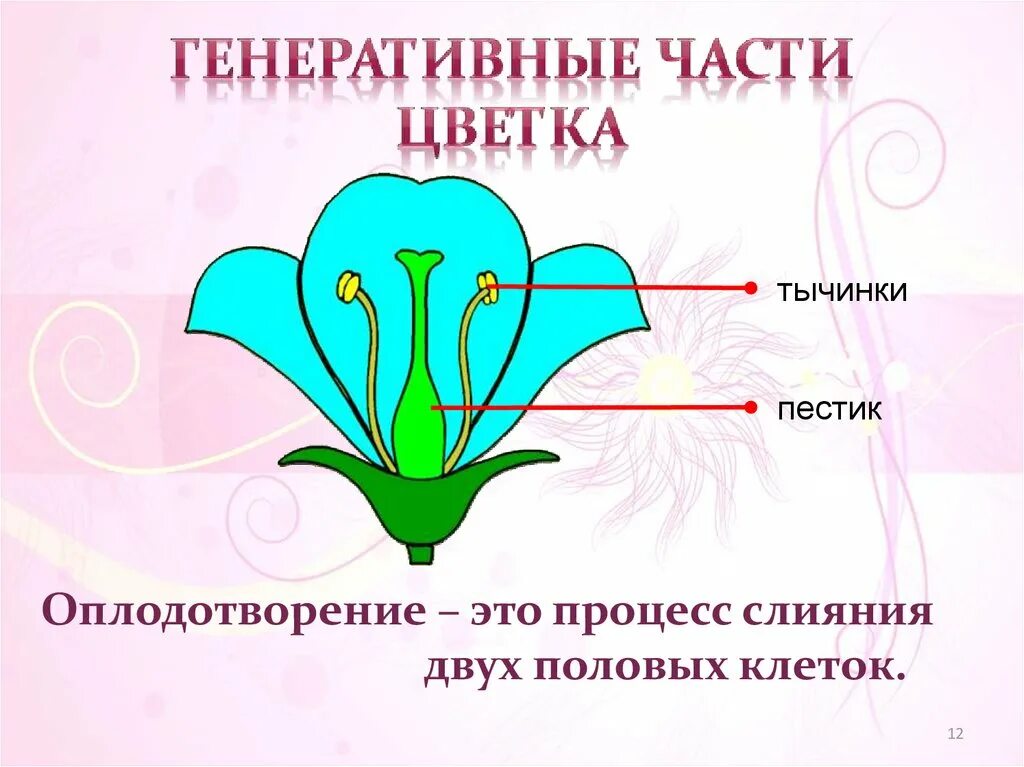 Генеративная часть цветка