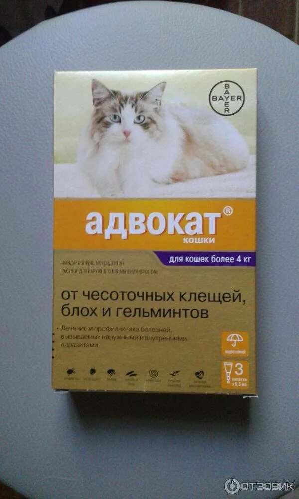 Кошачий аналог