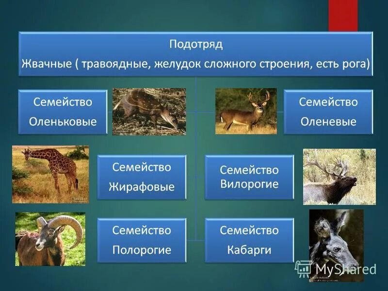 Место обитания парнокопытных. Отряд парнокопытные жвачные. Отряды млекопитающих парнокопытные. Представители отряда непарнокопытных.