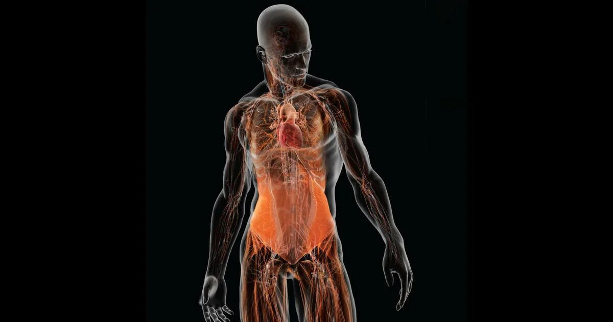 Тело человека. Человеческий организм. Человеческое тело картинка. Живые тела представляют собой