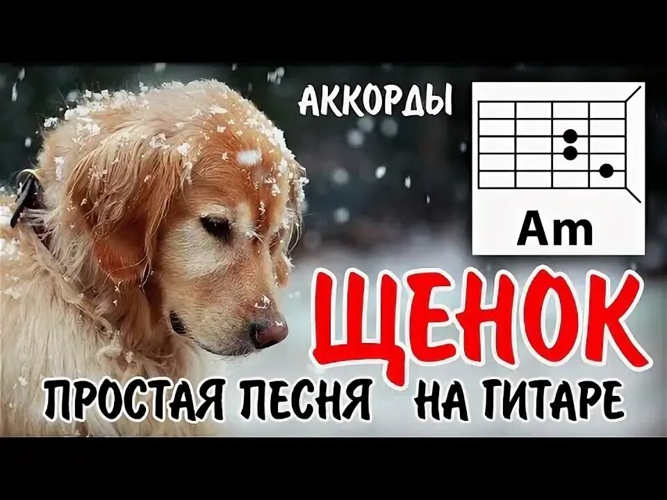 Песня щеночек. Щенки аккорды. Песня про щенка. Щенки песни. Песня про грустного щенка.