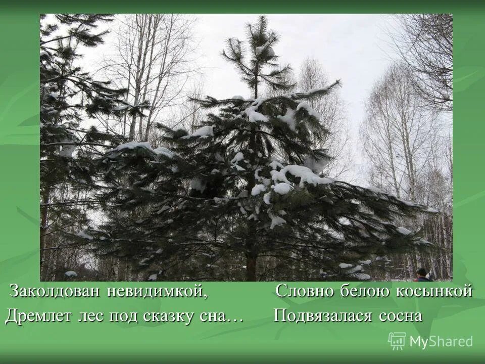 Кто написал заколдован. Словно белою косынкой Подвязалася сосна. Заколдован НЕВИДИМКОЙ дремлет лес под сказку сна. Словно белая касынка Подвязалася сосна. НЕВИДИМКОЙ сна косынкой сосна.