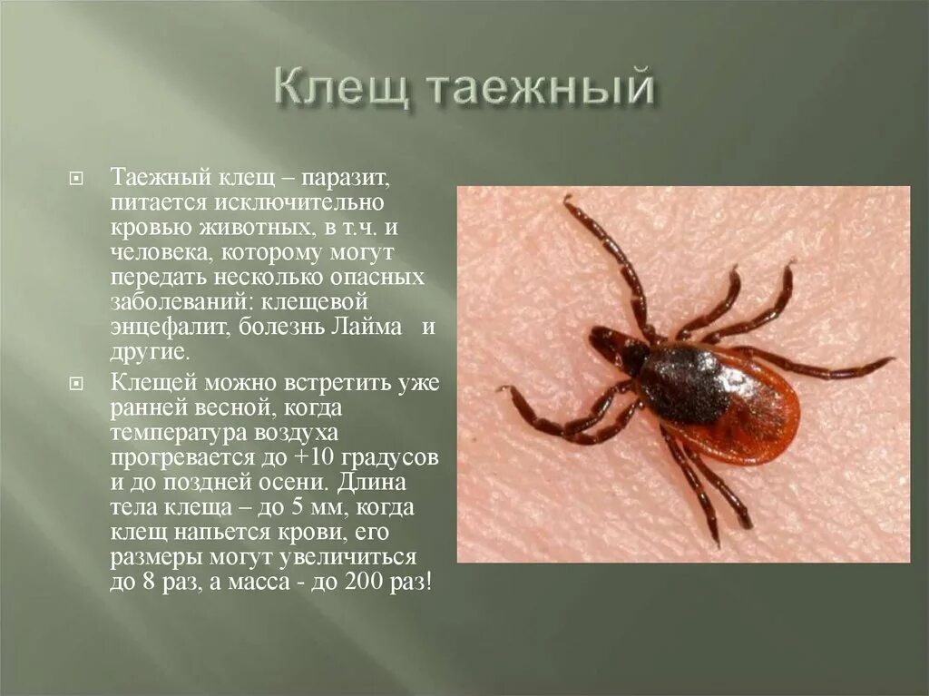 Таежный Энцефалитный клещ. Таежный клещ, Ixodes persulcatus. Таежный клещ доклад. Таежный клещ 2 класс окружающий.