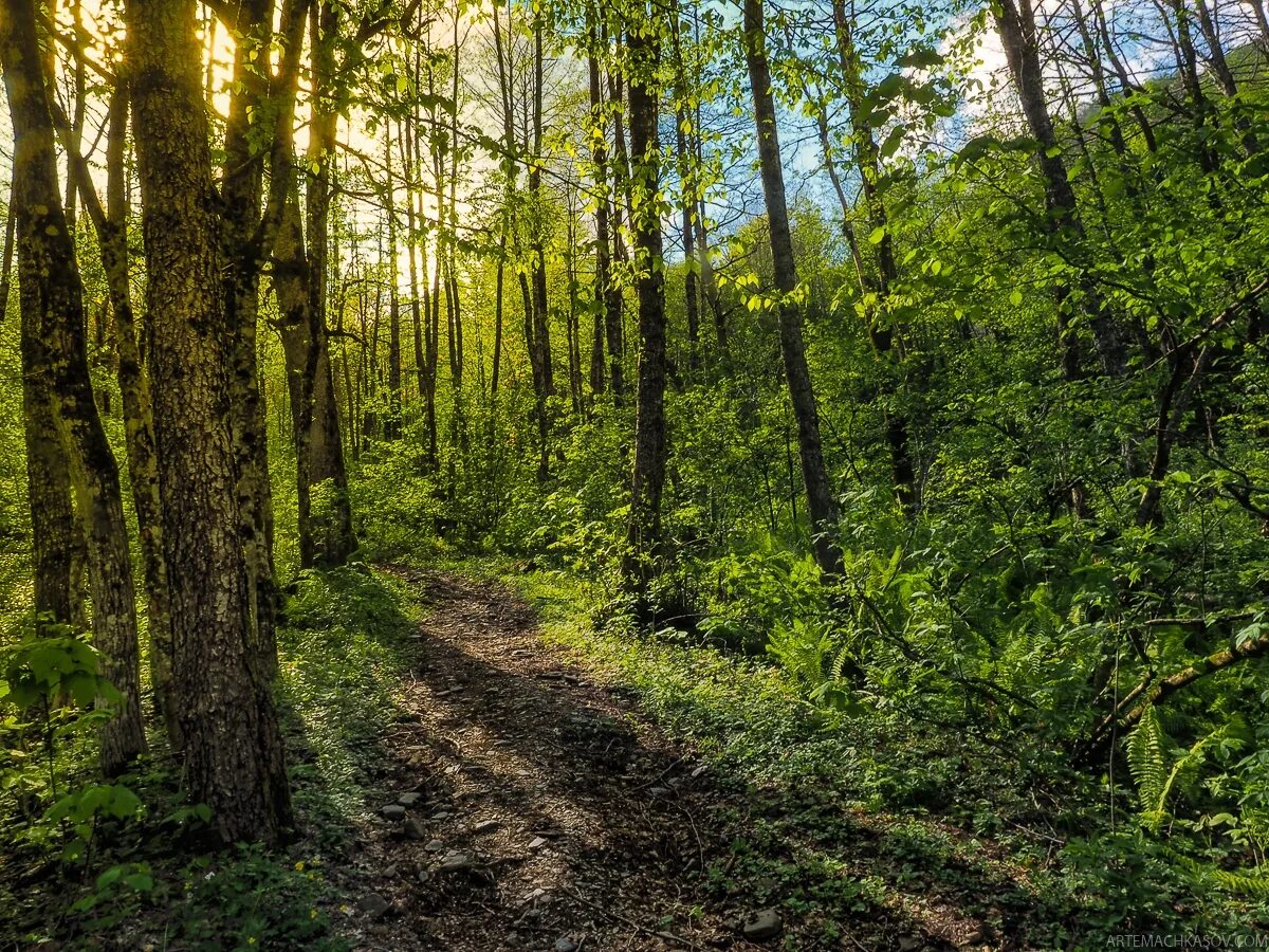 лесное красная поляна. глэмпинг лес сочи чвижепсе. реликтовый лес красная поляна. лесное красная поляна. лесное красная поляна.